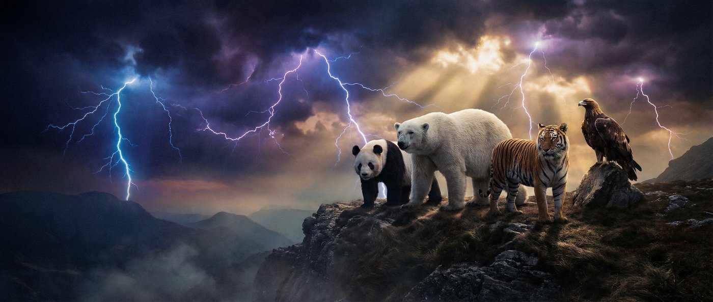 户外露出动物写真视频社区